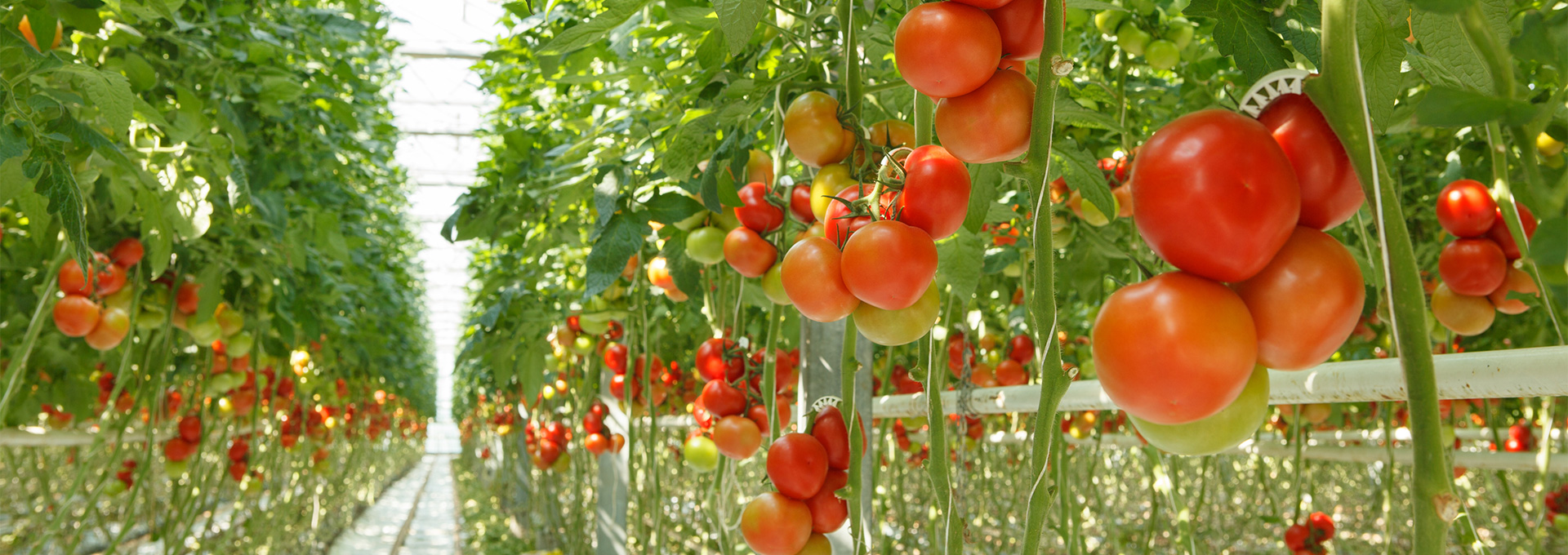 Home Rotator Tomatoes
